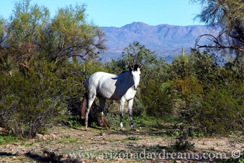 "Spirit Horse"
McDowell Rd. Scottsdale, AZ.